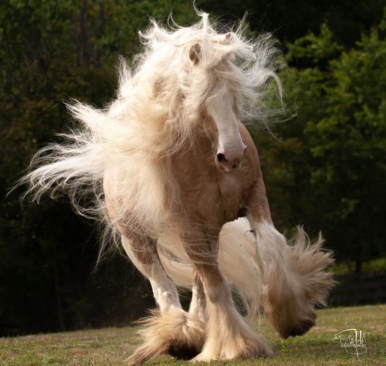Gypsy Vanner Stallion, Romeo